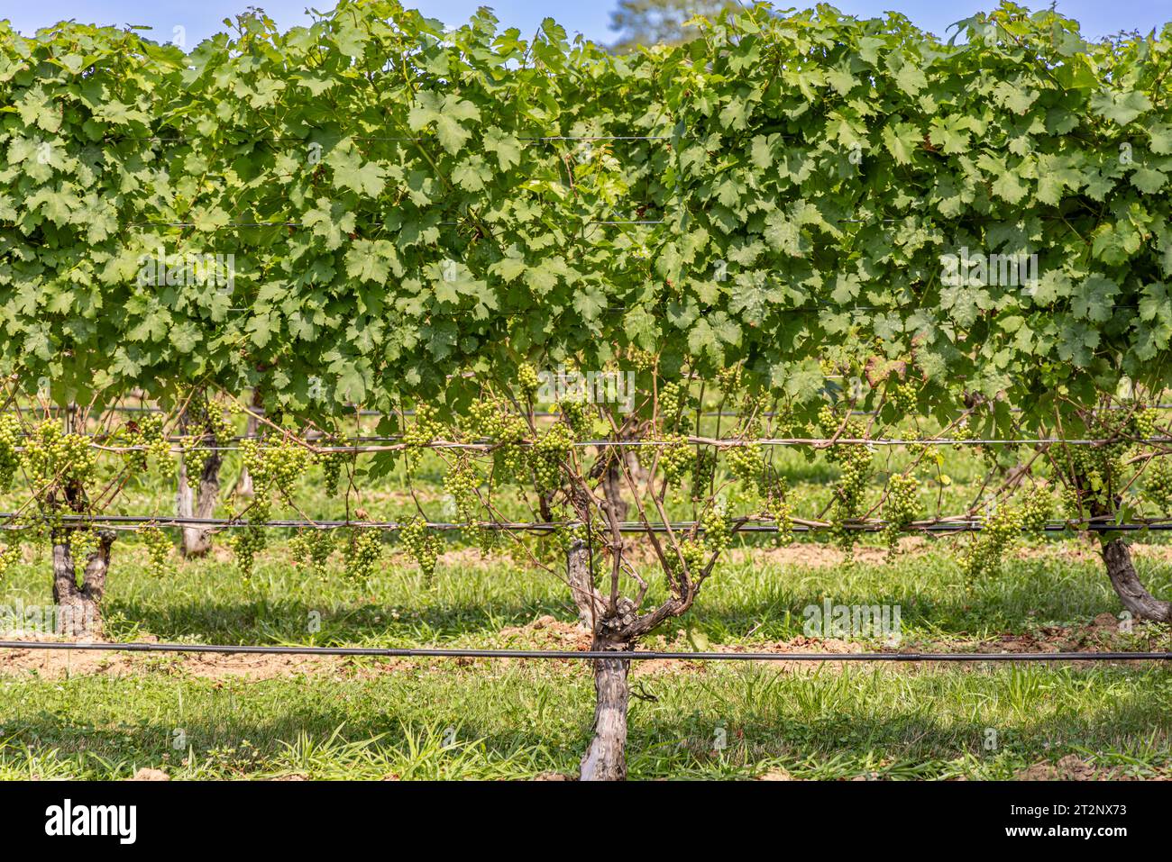 Detail image of grape vines at wolffer estate vineyards Stock Photo