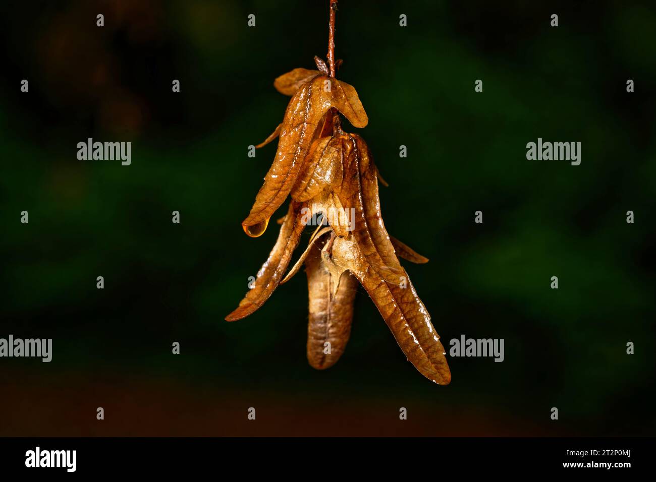 carpinus betulus brown fruits of hornbeam hanging in front of dark background in autumn after a rain shower Stock Photo