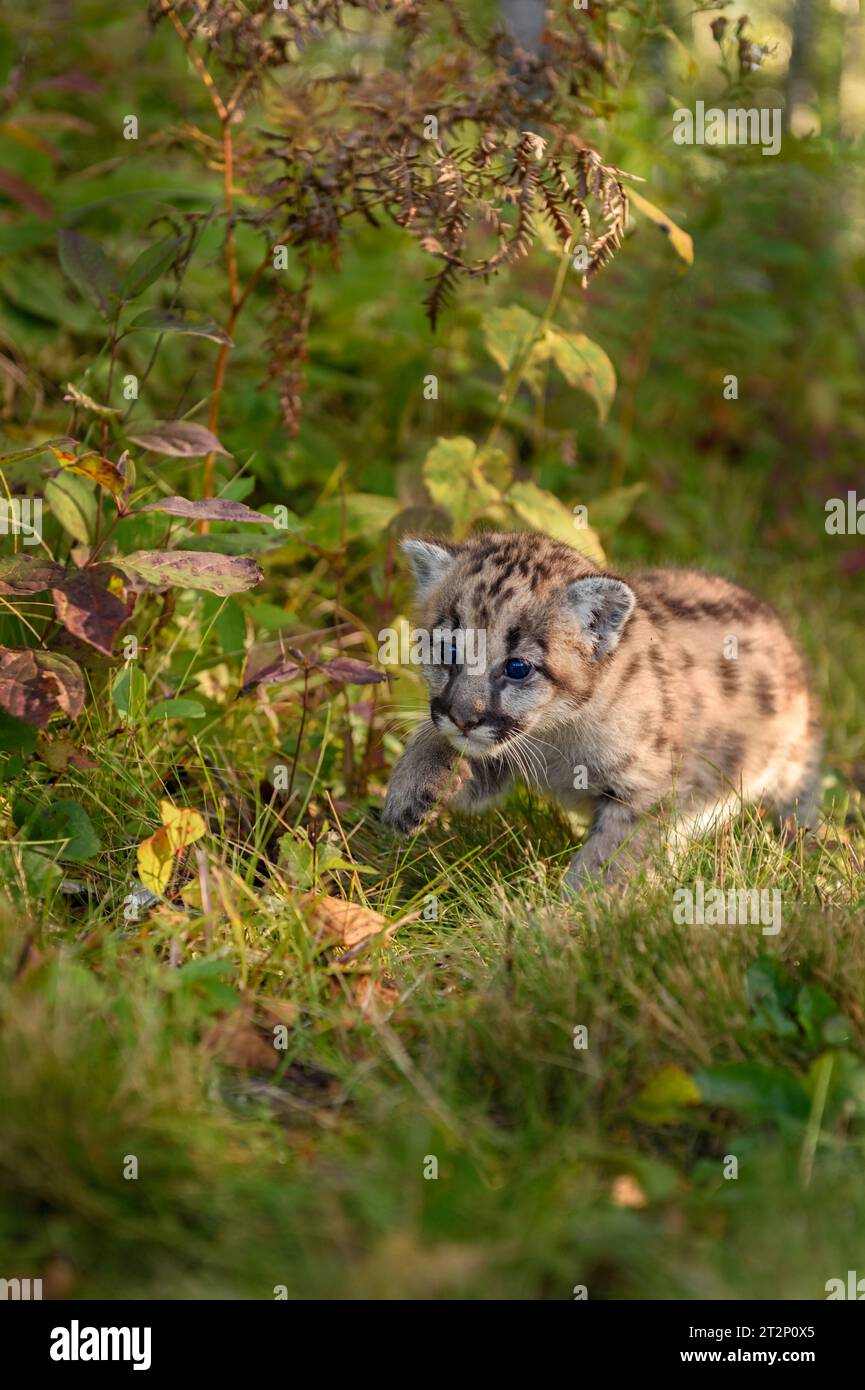 Cougar Kitten (Puma concolor) Crawls Through Brush Autumn - captive animal Stock Photo
