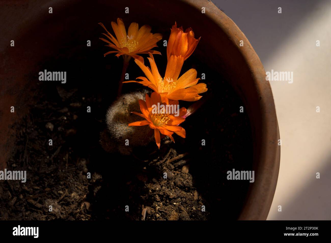Orange Rebutia cactus flower in pot with sunbeam horizontal Stock Photo