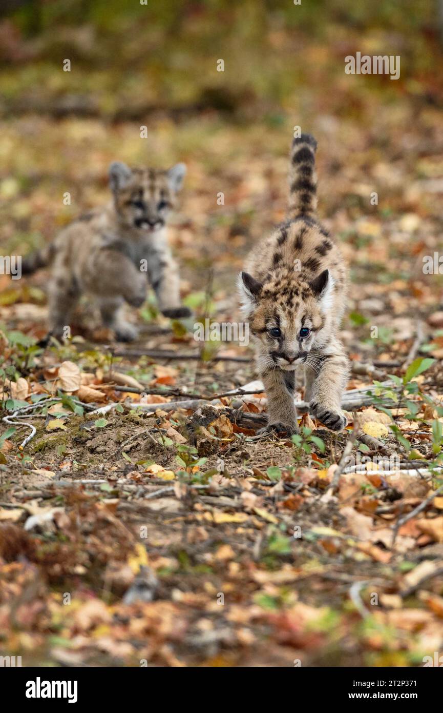 Puma kittens hi res stock photography and images Alamy