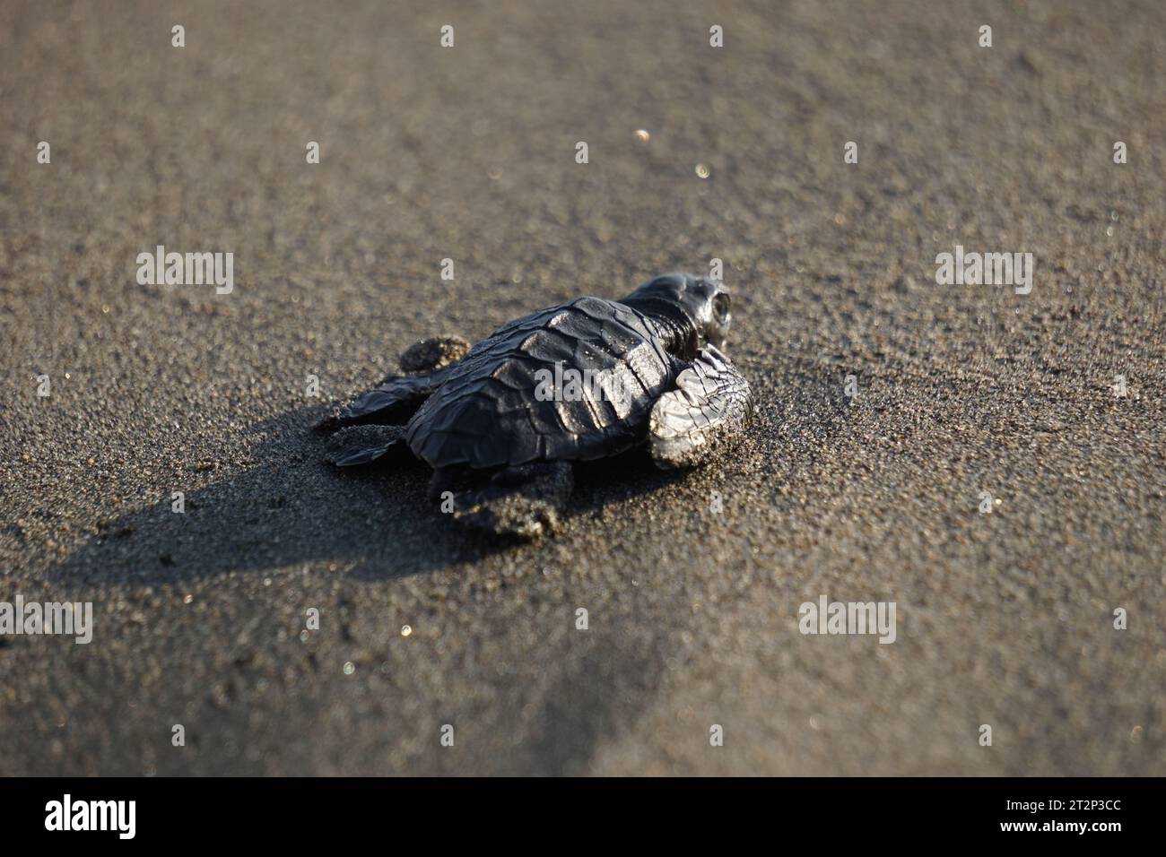 Baby turtle walking on the beach Stock Photo - Alamy