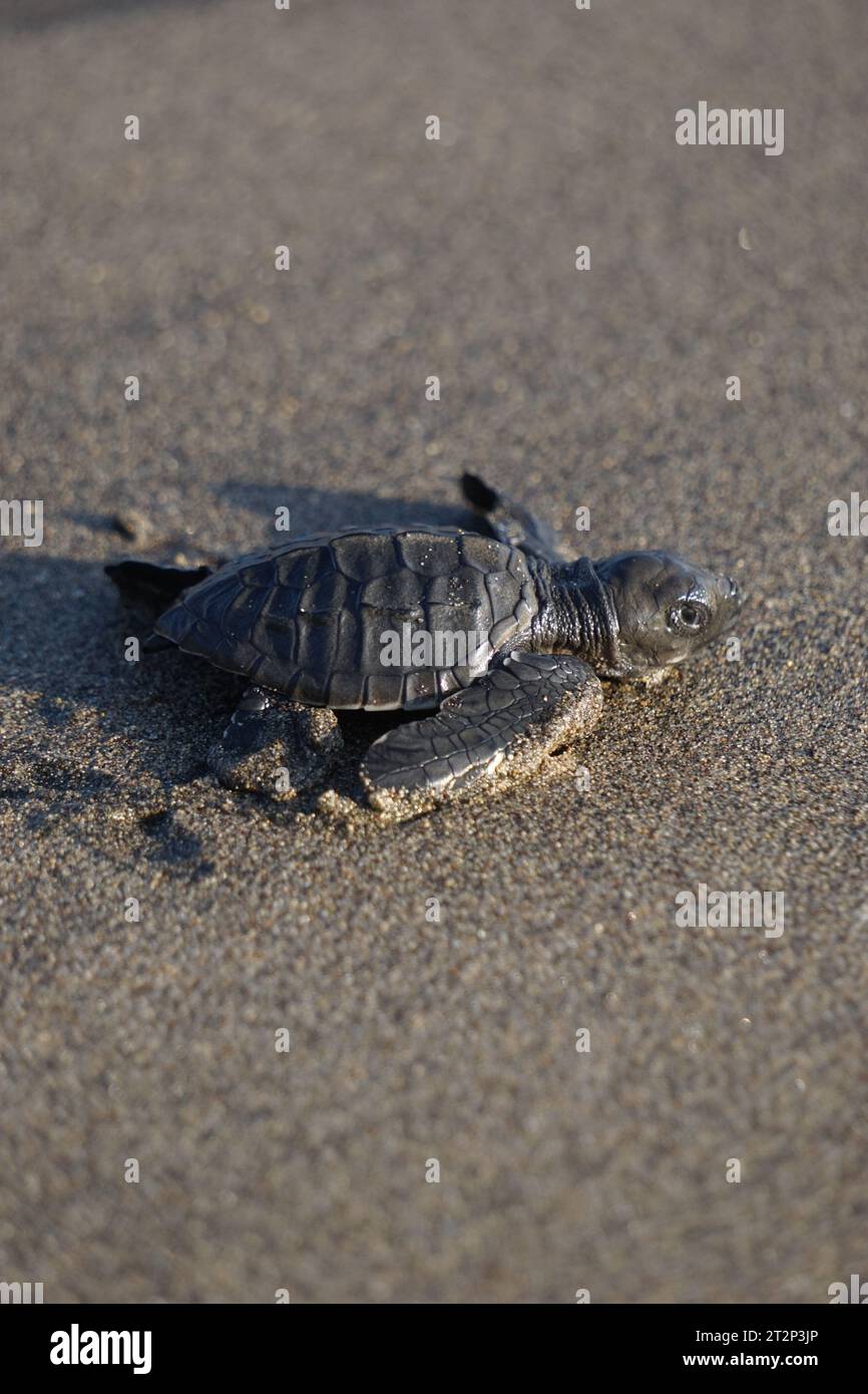 Baby turtle walking on the beach Stock Photo - Alamy