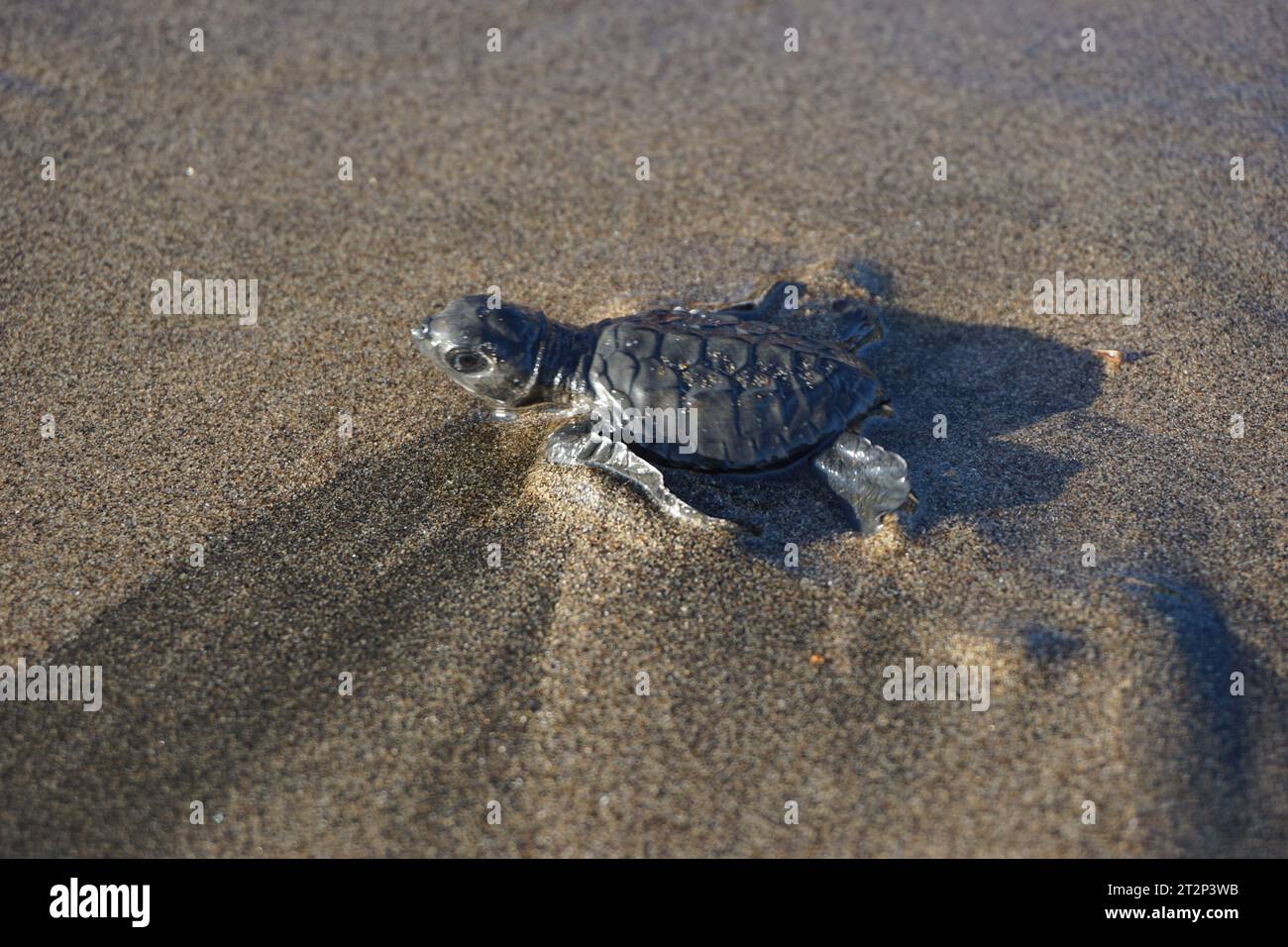 Baby turtle walking on the beach Stock Photo - Alamy