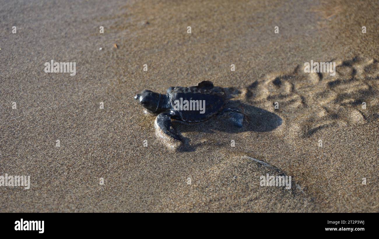 Baby turtle walking on the beach Stock Photo - Alamy