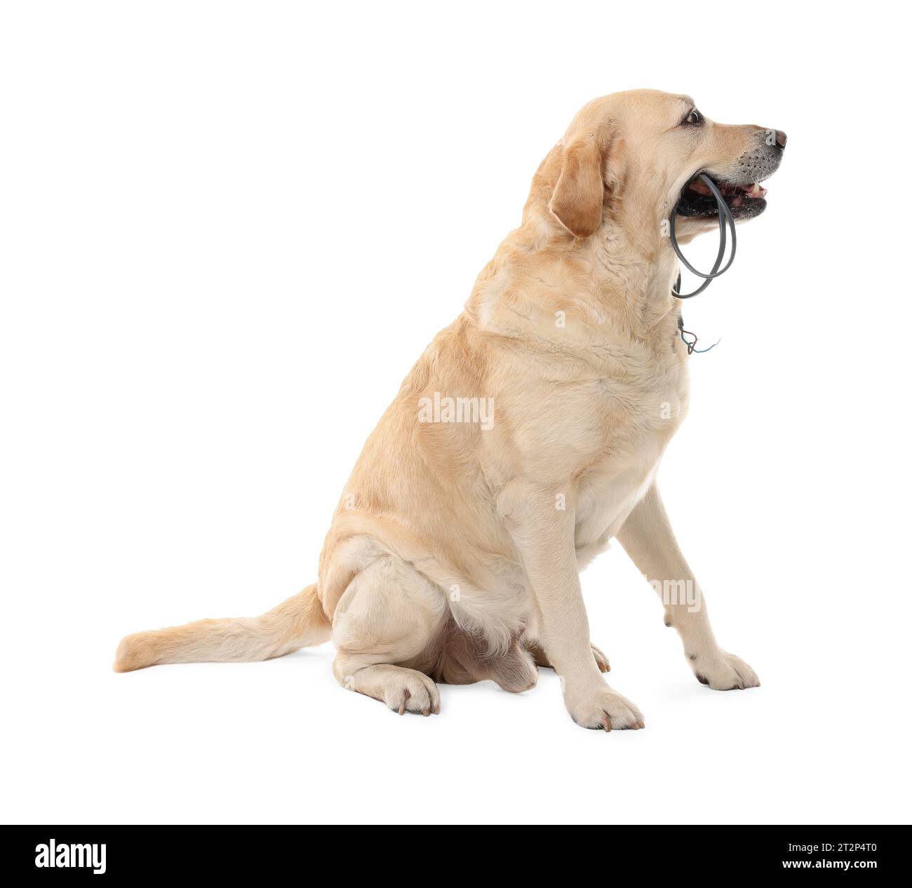 Naughty Labrador Retriever dog chewing damaged electrical wire on white