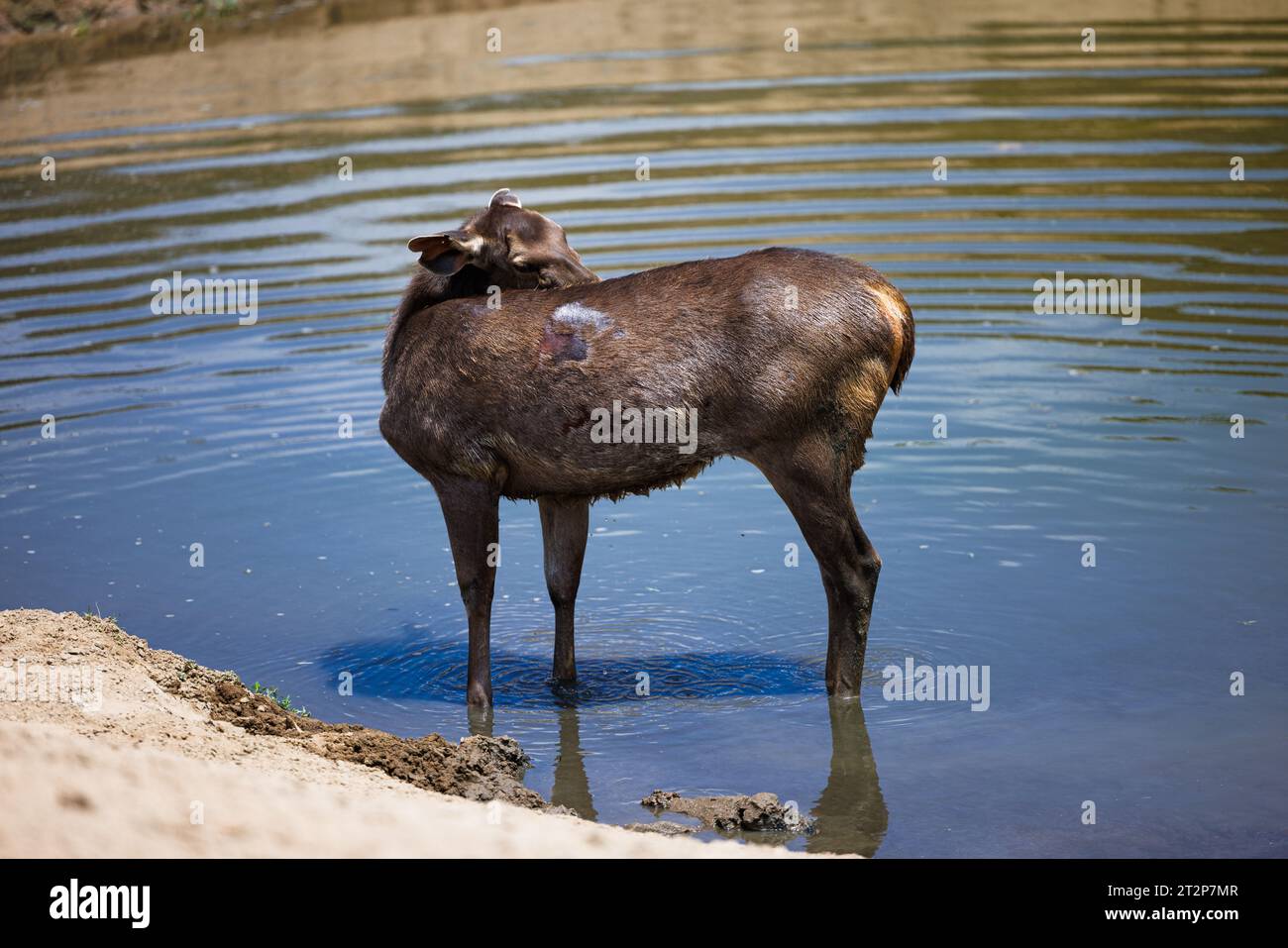 african deer does grooms herself in the water Stock Photo