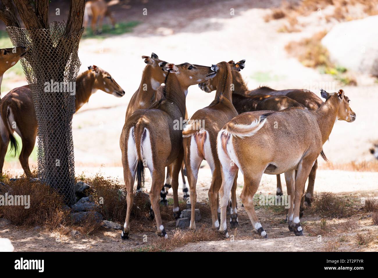 african deer group up in the shade, close up Stock Photo