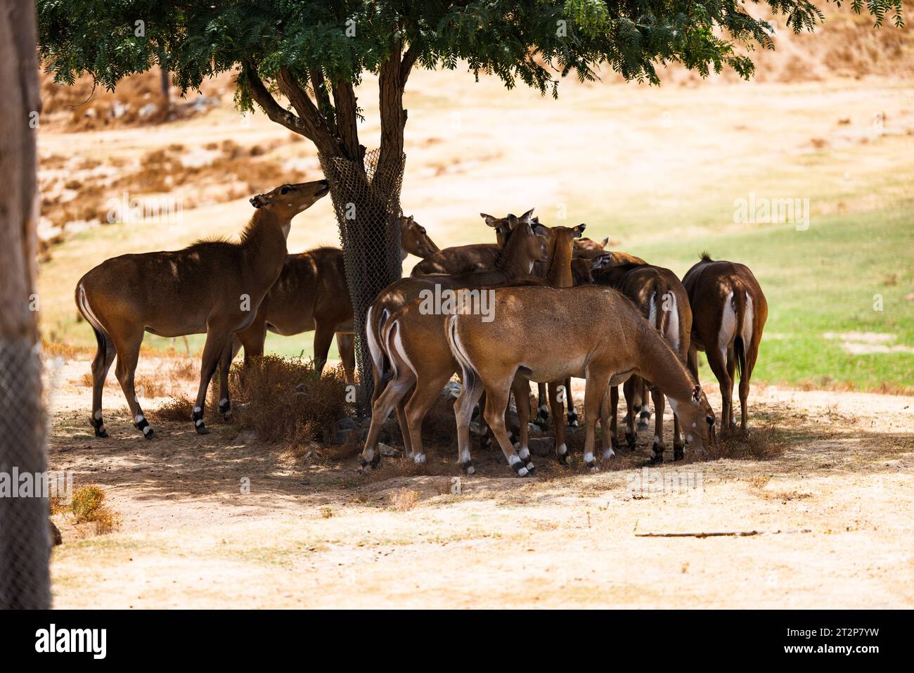 african deer hiding in the shade of a tree Stock Photo