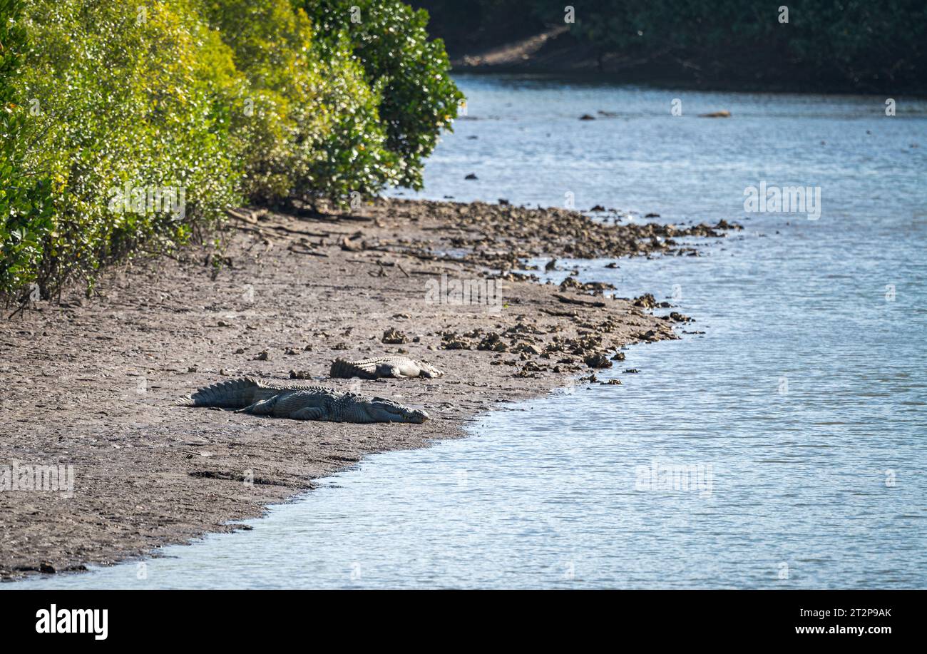 A mated pair of large saltwater crocodiles lie sun-baking on the mudflats of the tidal Mowbray River in Tropical Queensland in Australia. Stock Photo