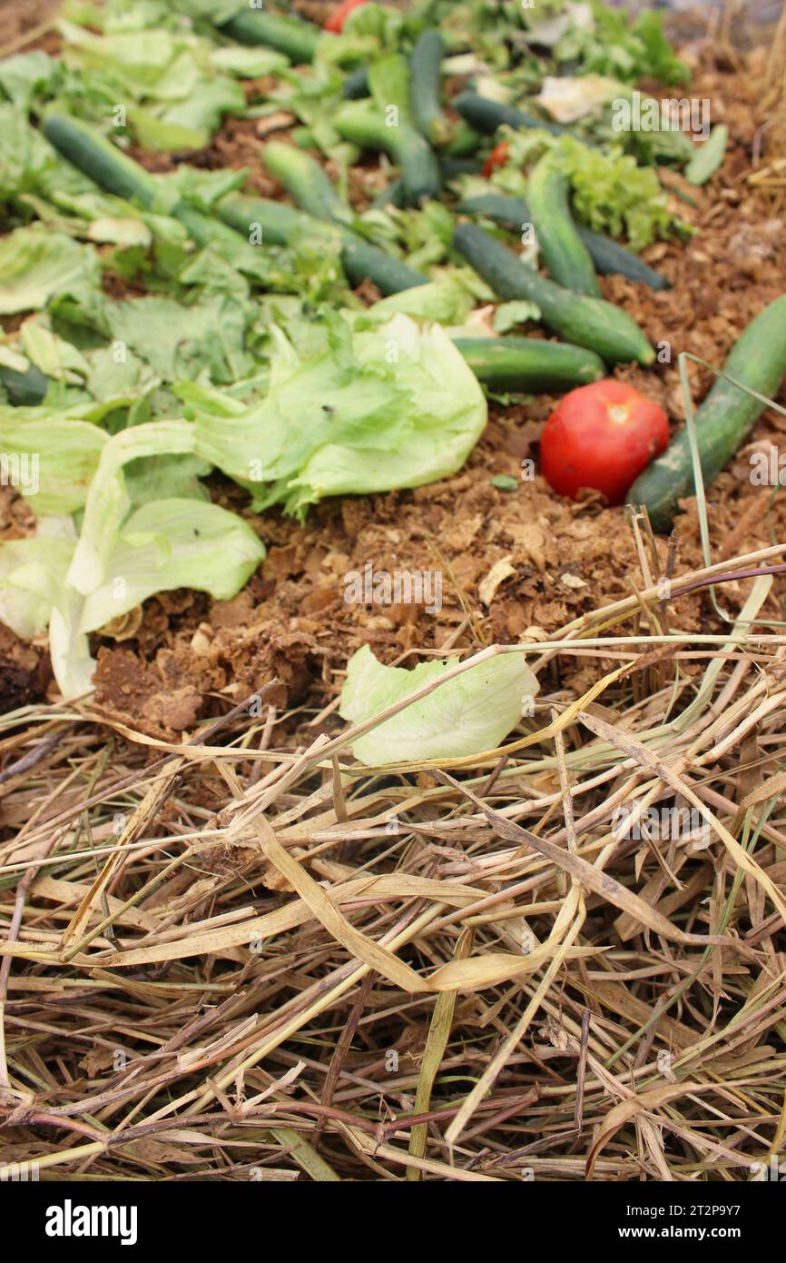 Organic waste, fruit and vegetable remains, on the composting windrow of a compost bin for the production of fertilizer. Stock Photo