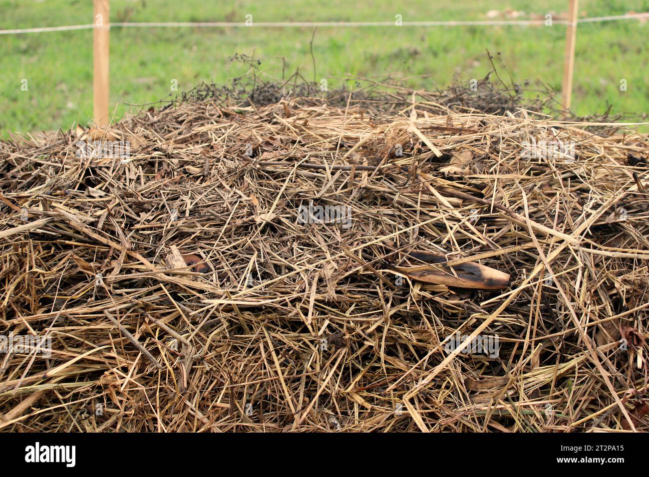 Close-up view of the layer of straw, or dry grass, from a compost windrow, used to cover decomposing organic material through the composting process. Stock Photo