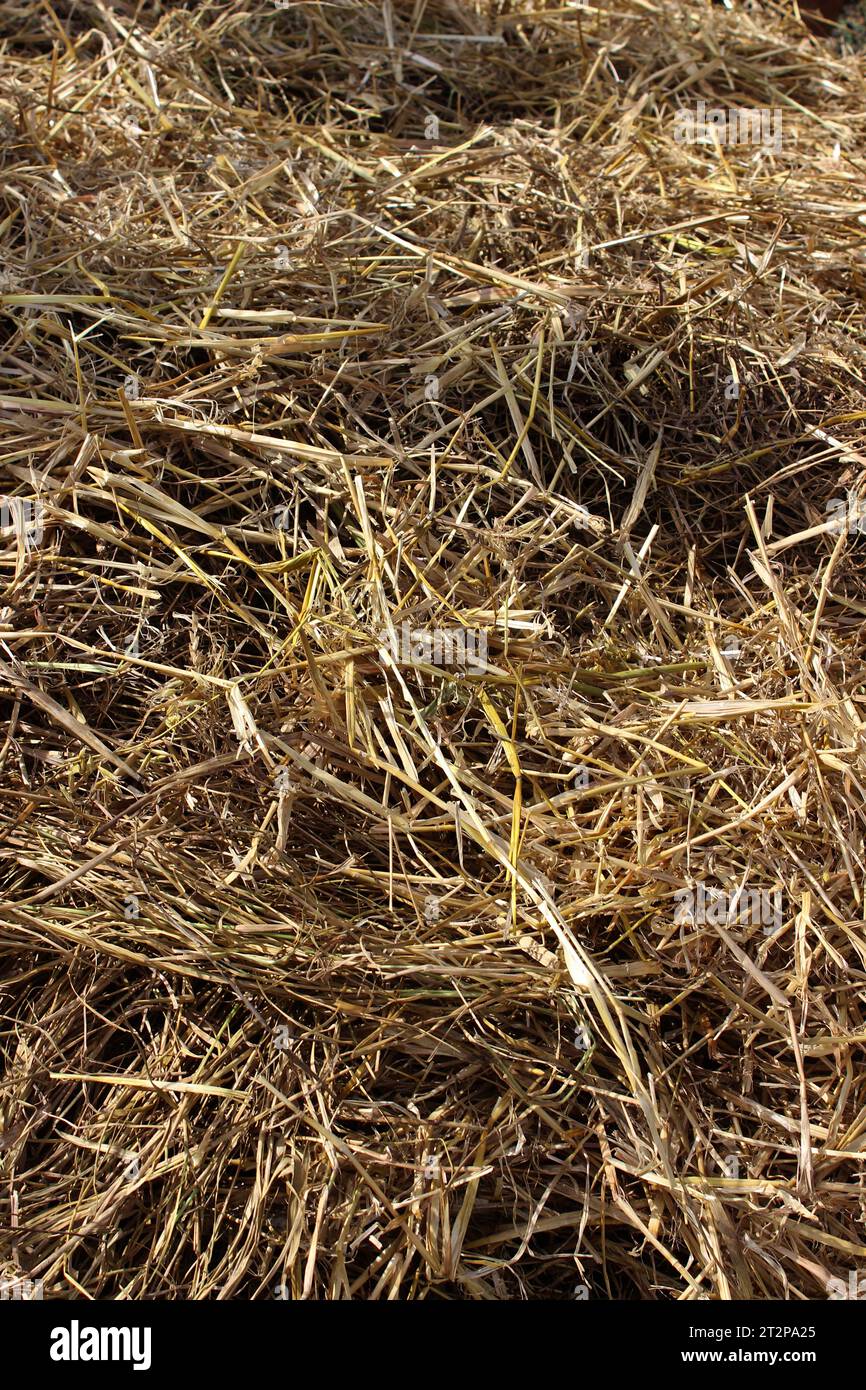 Hay, straw, or dry grass, used for covering, protecting and nourishing the soil, composting, animal feed and in bioconstruction. Stock Photo