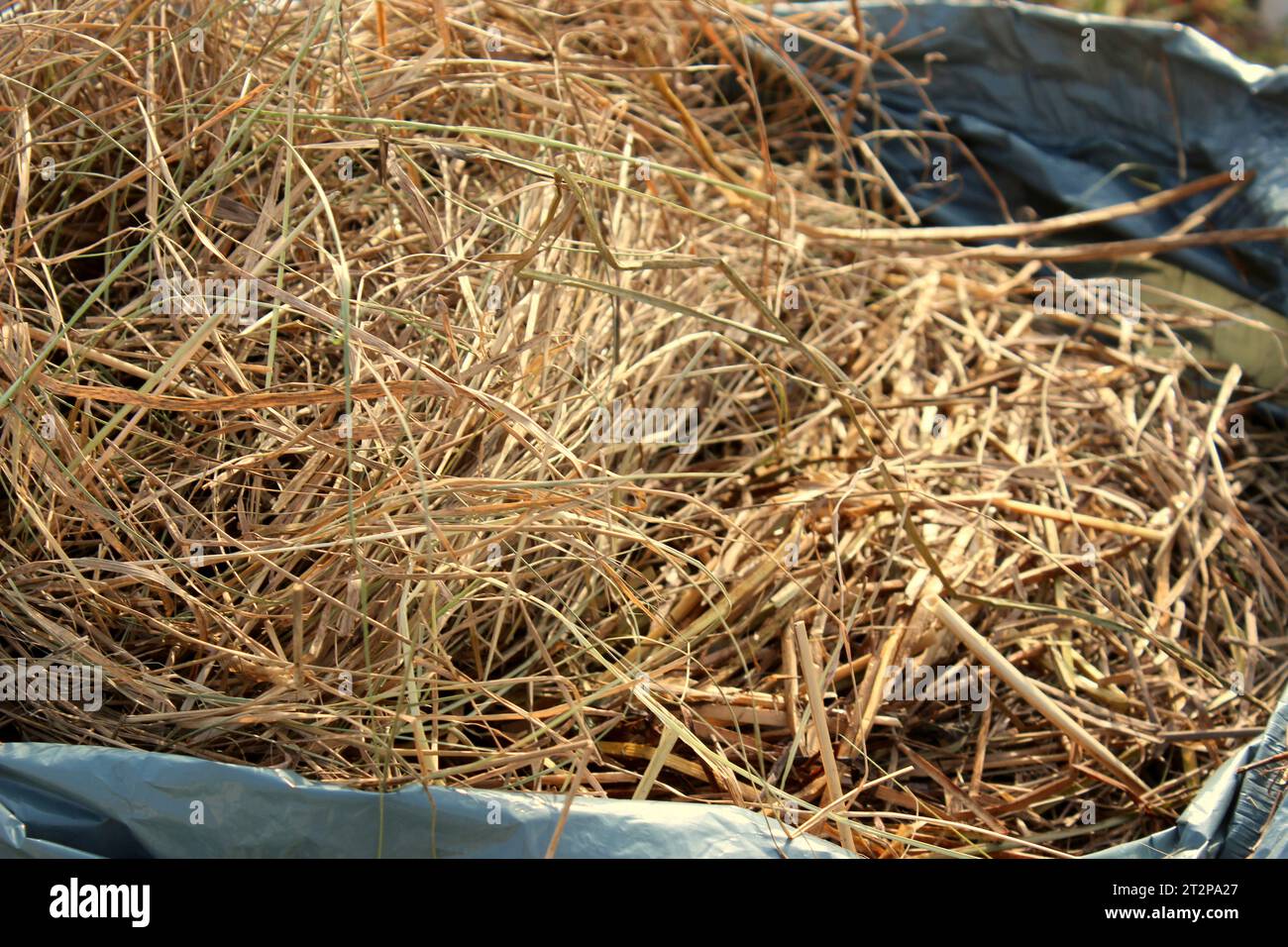 Hay, straw, or dry grass, used for covering, protecting and nourishing the soil, composting, animal feed and in bioconstruction. Stock Photo