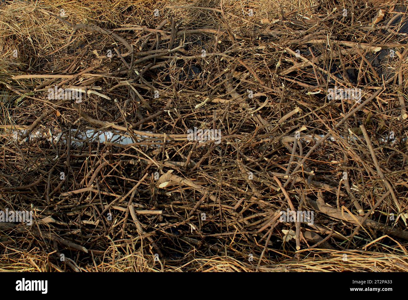 Composting windrow under construction, with drainage pipe installed to collect the slurry