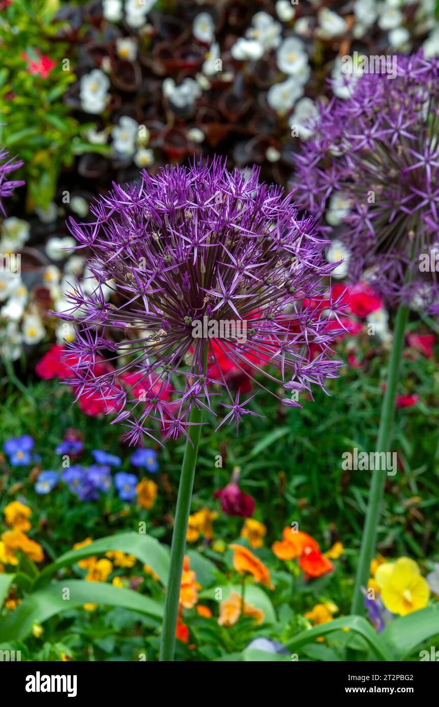 The purple onion sydney hi-res stock photography and images - Alamy