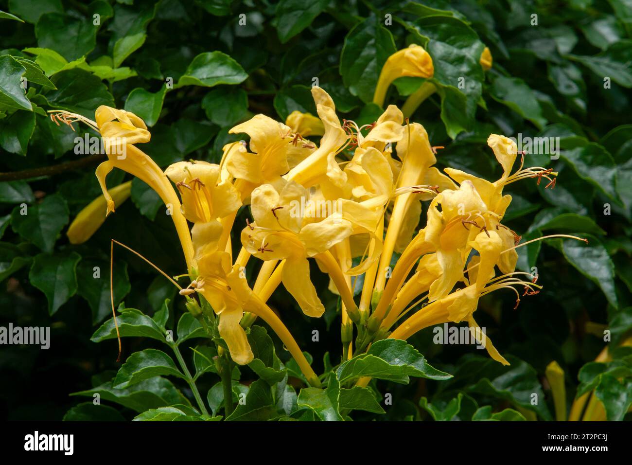 Sydney Australia, flowers of a cape honeysuckle in garden Stock Photo