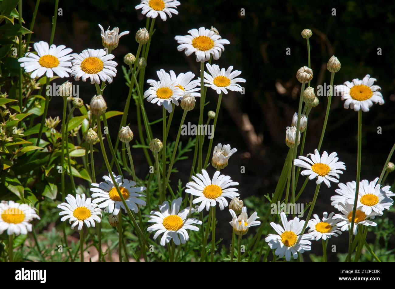 Sydney Australia white daisy like flowers of a tanacetum cineariifolium or dalmatian pyrethrum Stock Photo