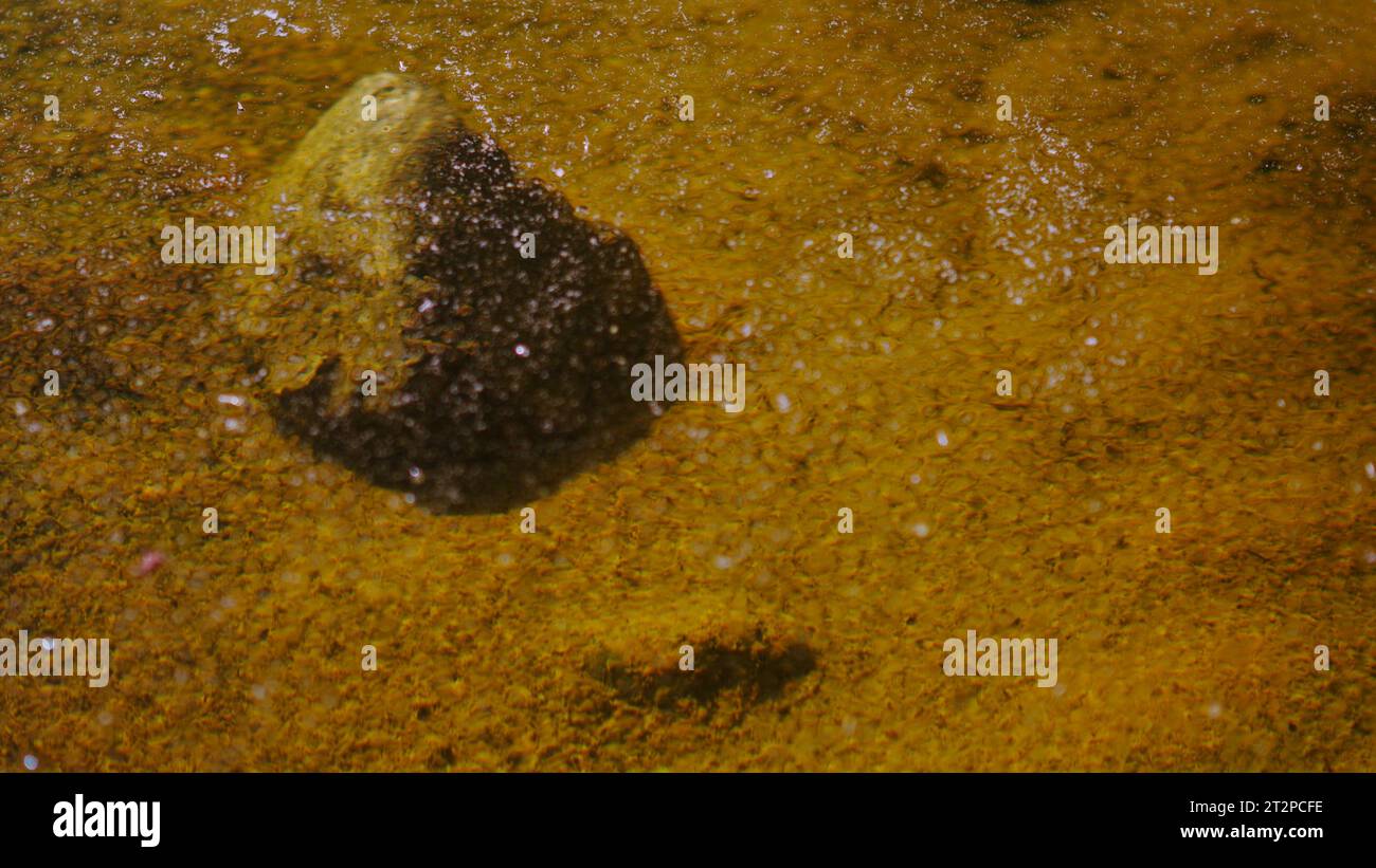 A deadly oasis and contaminated surface water pool with a bacterial