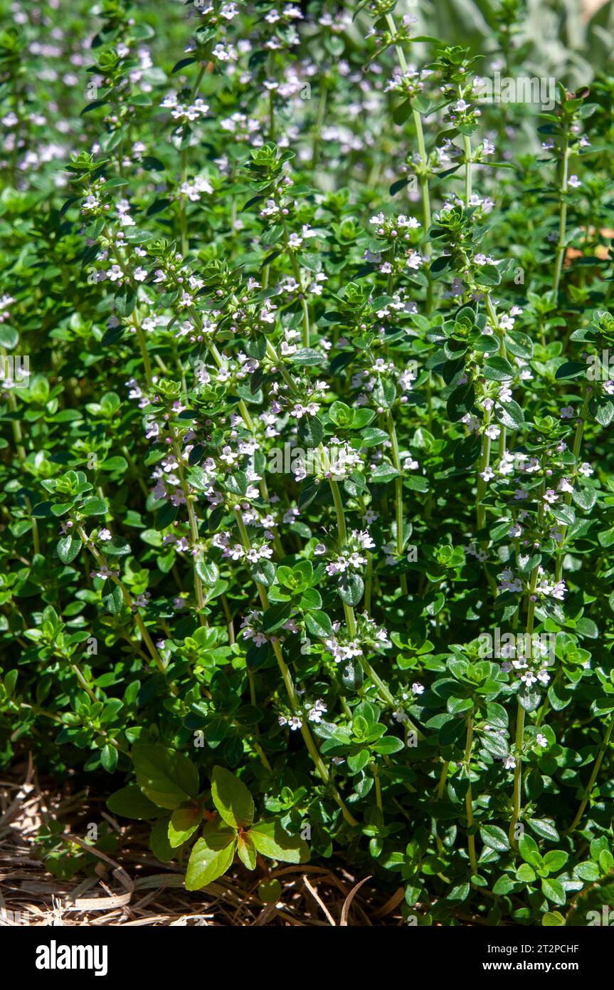 Sydney Australia, flowering thymus x citriodorus in garden Stock Photo