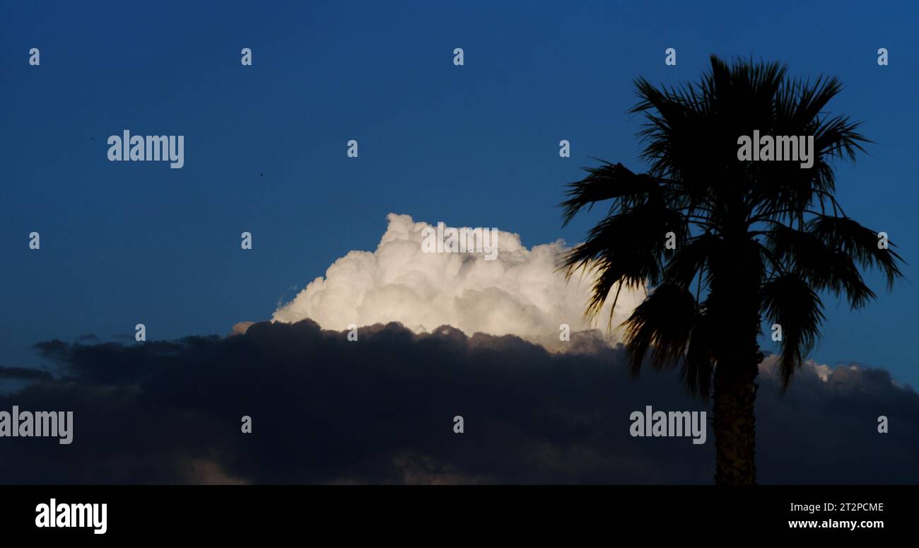 Silhouetted palm tree framed before a distant towering cumulus cloud that is developing into a thunderhead in the early evening. Stock Photo