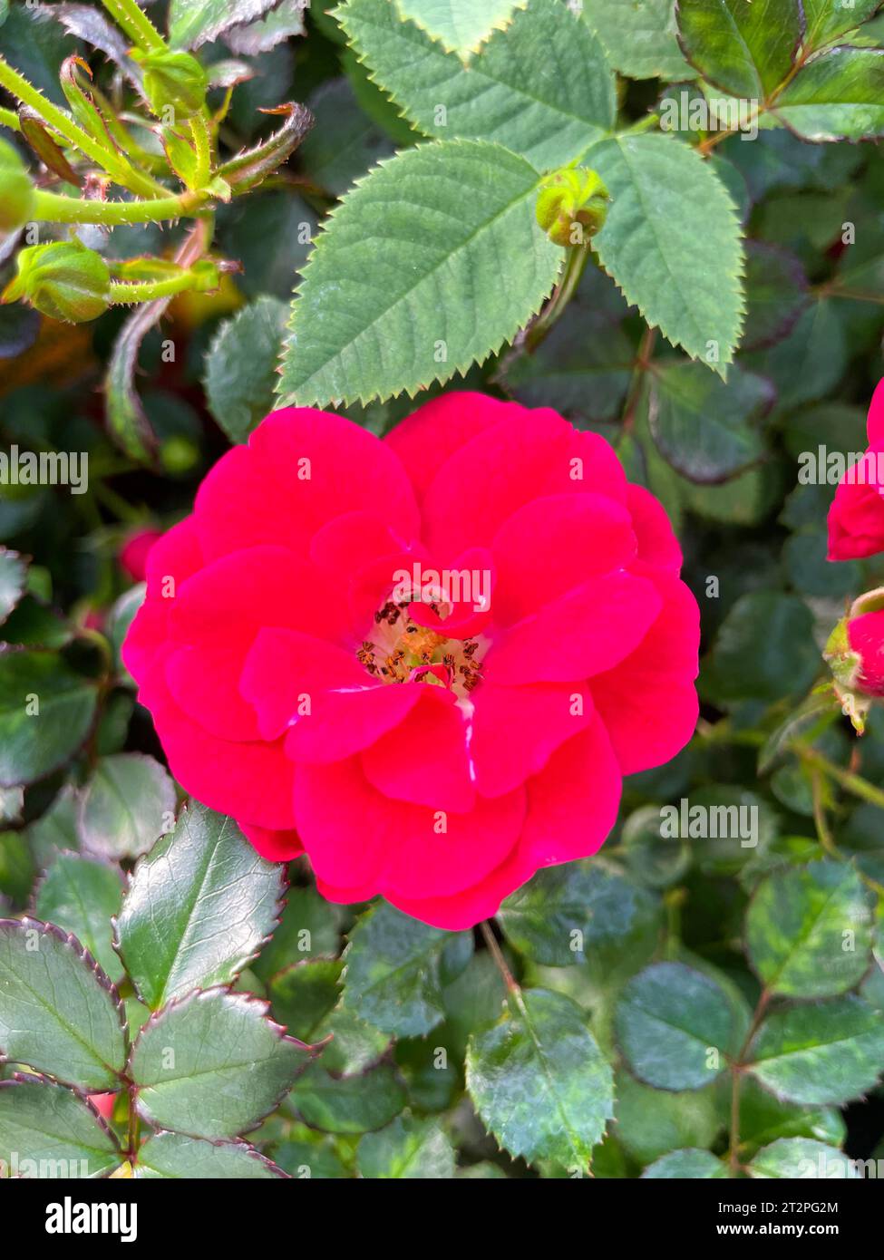 Floribunda rose petal background hi-res stock photography and images ...