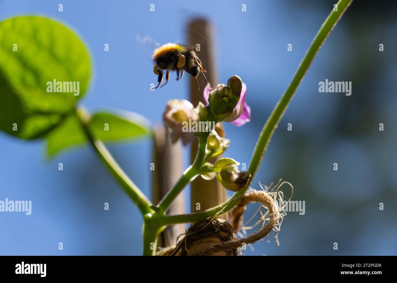 bee landing on a sweet pea plant in a garden Stock Photo