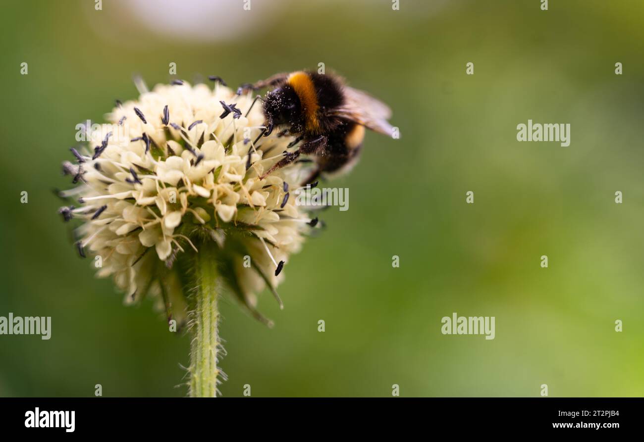 a bumblebee collecting nectar from an Alpine leek, or victory onion (Allium victorialis) Stock Photo
