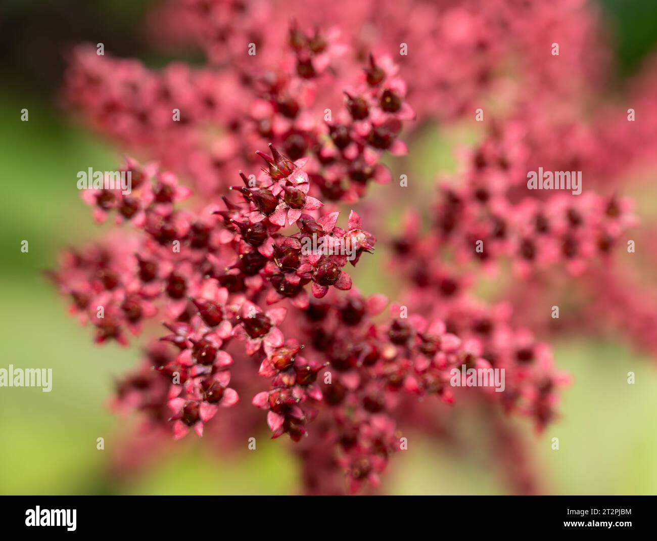 Tiny red flowers hi-res stock photography and images - Alamy