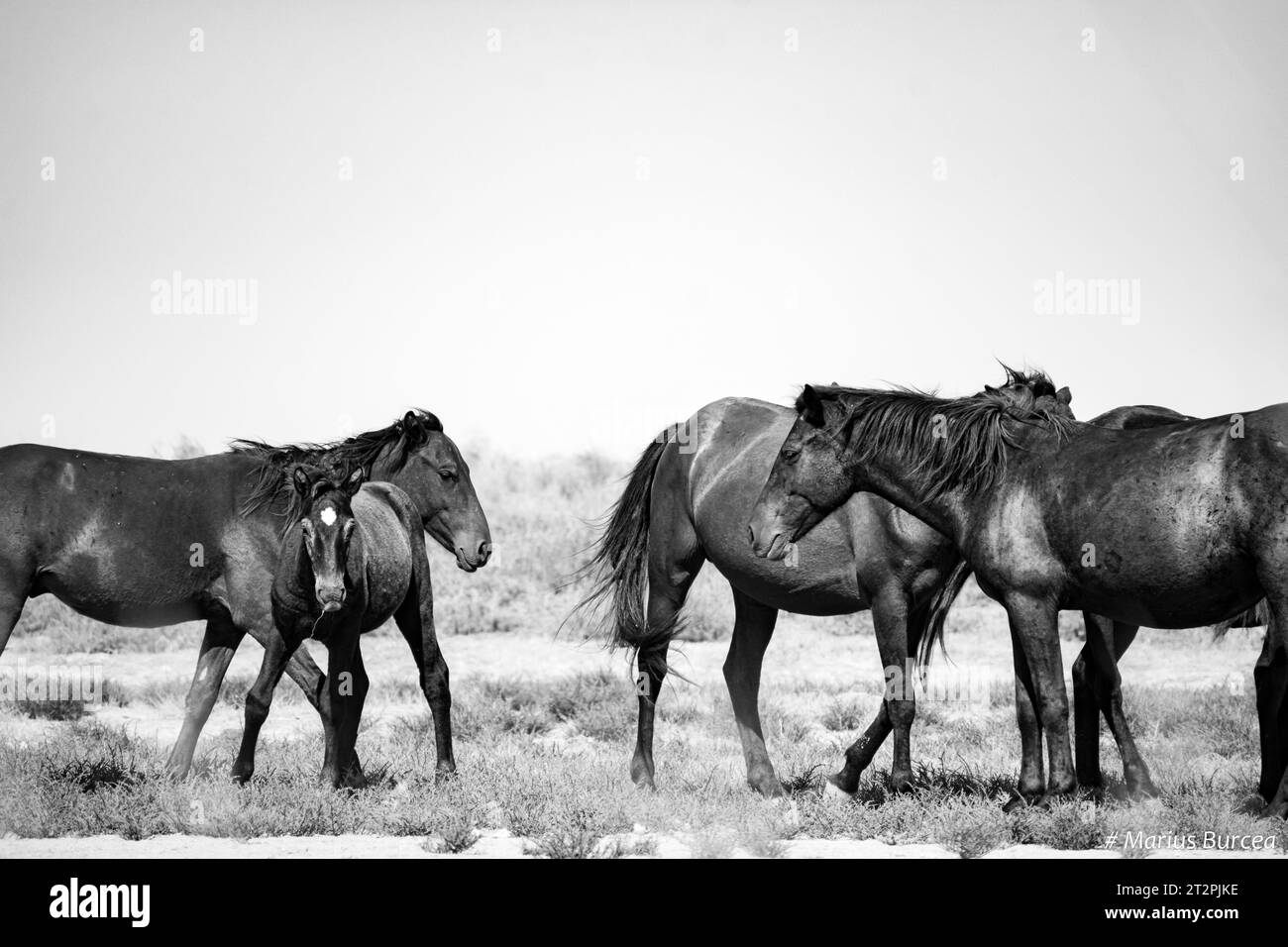 Danube forest Black and White Stock Photos & Images Alamy