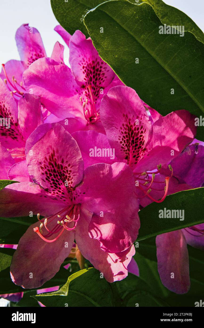 Pink rhododendron blossoms in the summer sunlight Stock Photo