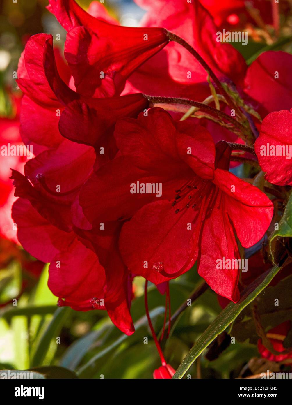 Red Rhododendron growing in low summer sunlight Stock Photo