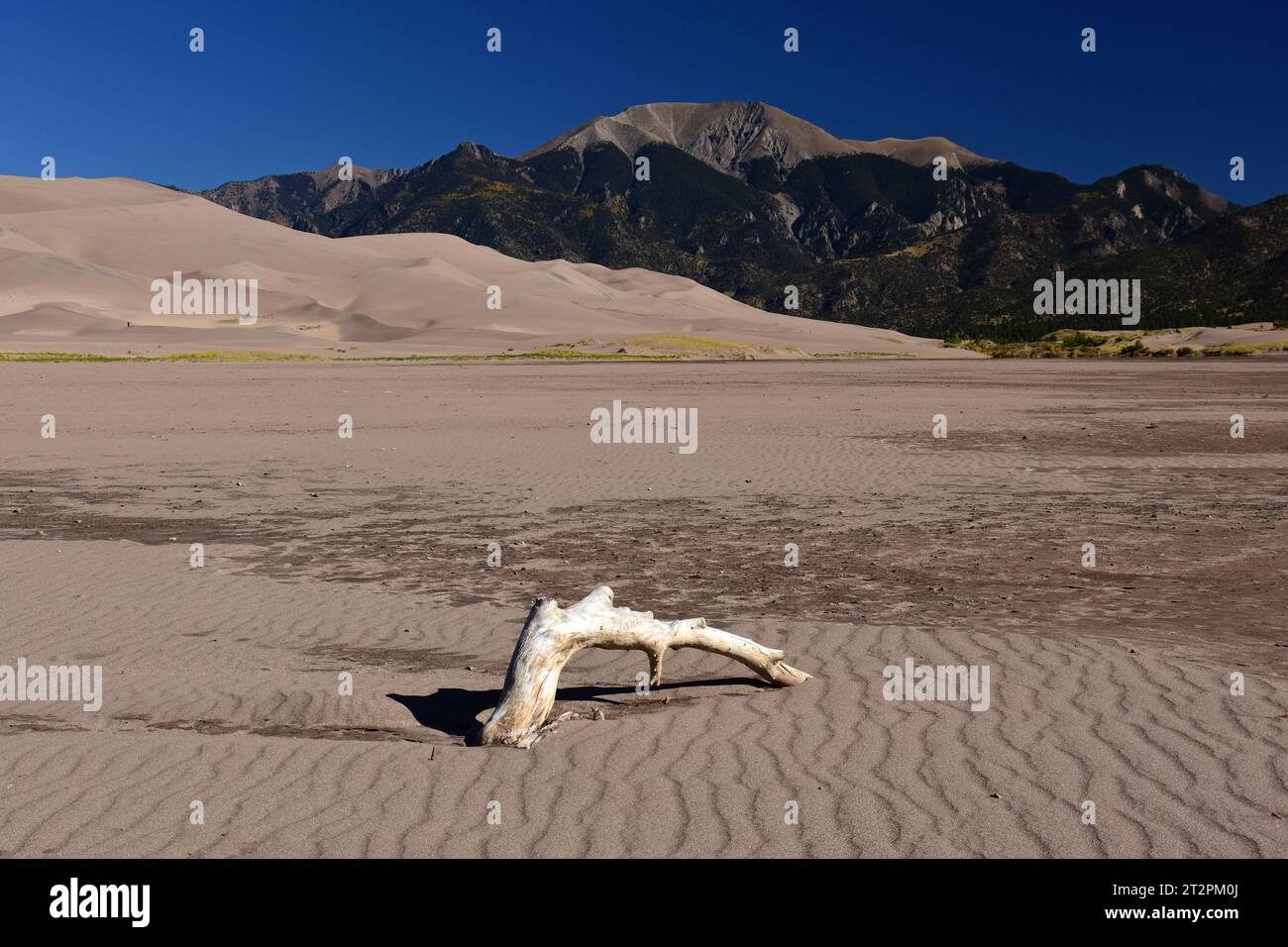 driftwood in dry mendano creek on a sunny day  in the great sand dunes national park, near alamosa,  colorado Stock Photo