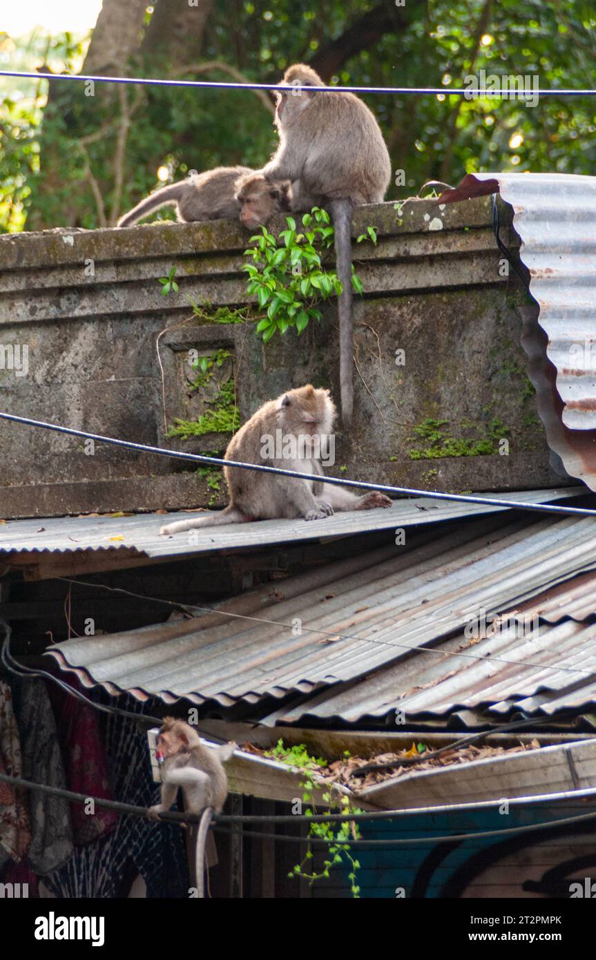Monkeys relaxing and chilling on corrugated steel roofs near the Ubud Monkey Forest. Stock Photo