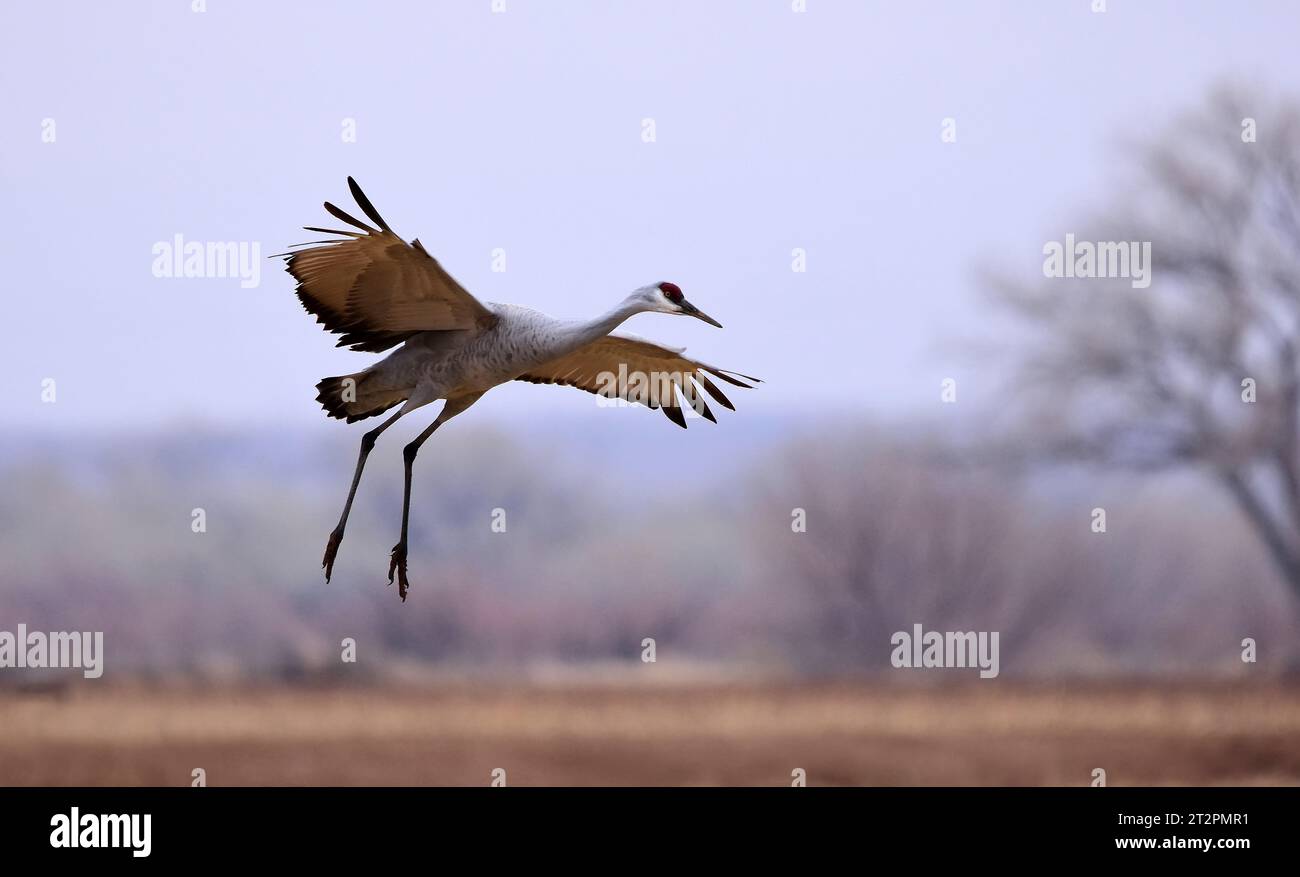 majestic sandhill crane in flight,   landing in a corn field in its winter habitat of bernardo state wildlife refuge near socorro, new mexico Stock Photo