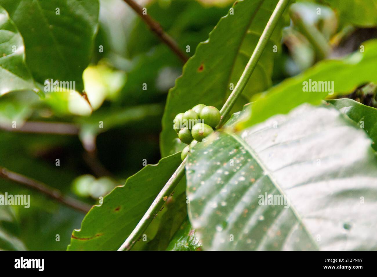 Green unripe coffee cherries growing on tree in a Kopi Luwak production ...