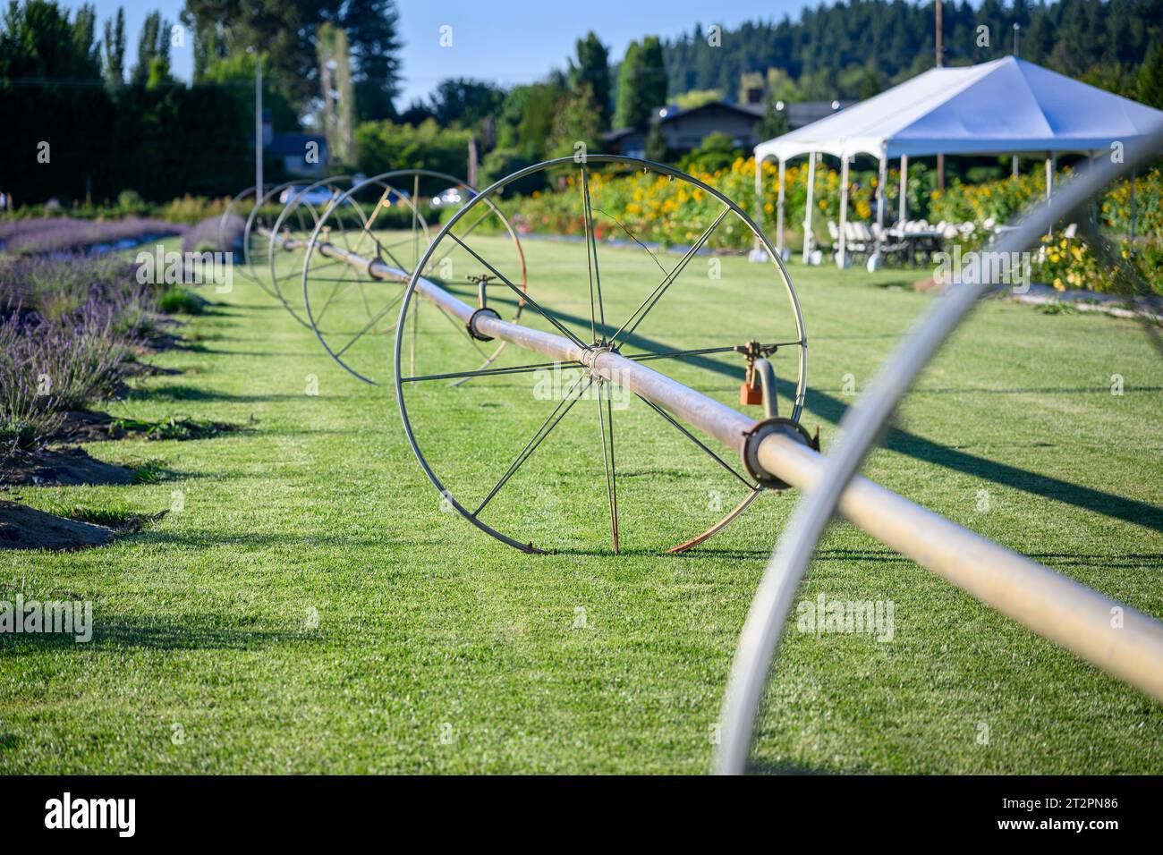 Irrigation system on a flower garden with white marquee on the right