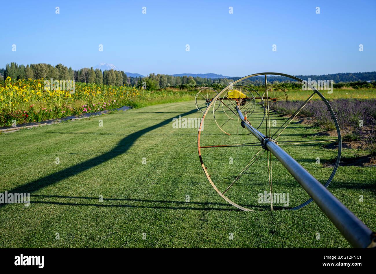 Irrigation system on a flower garden with Mount Rainier in the distance