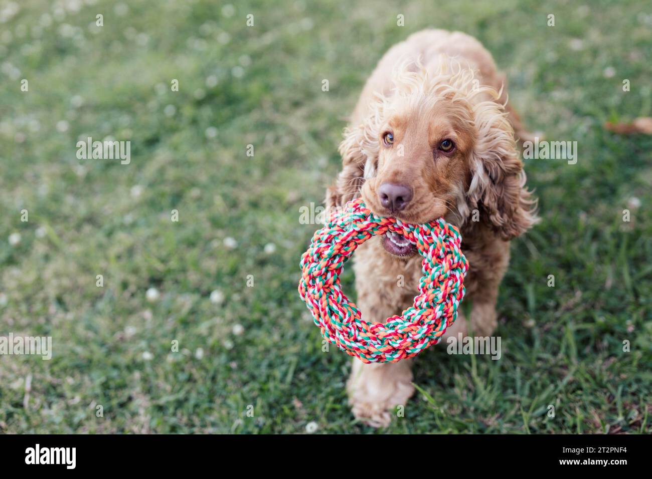 Golden Cocker Spaniel Dog outdoors Stock Photo