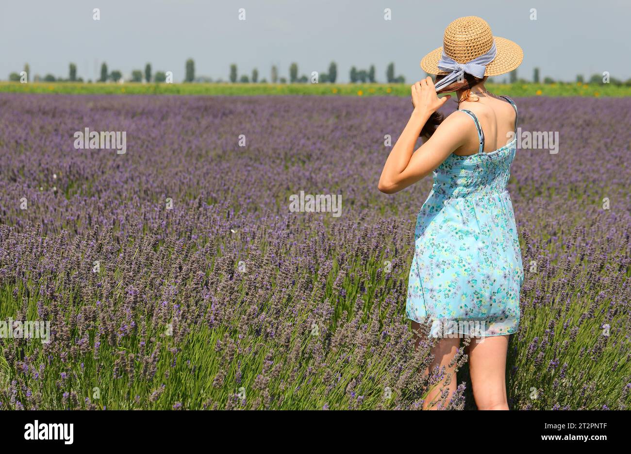 young girl with skirt dress and straw hat on a sunny summer day on the lavender flower field Stock Photo