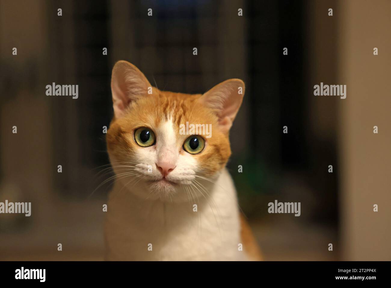 cat have a soft face, with the smile Stock Photo - Alamy