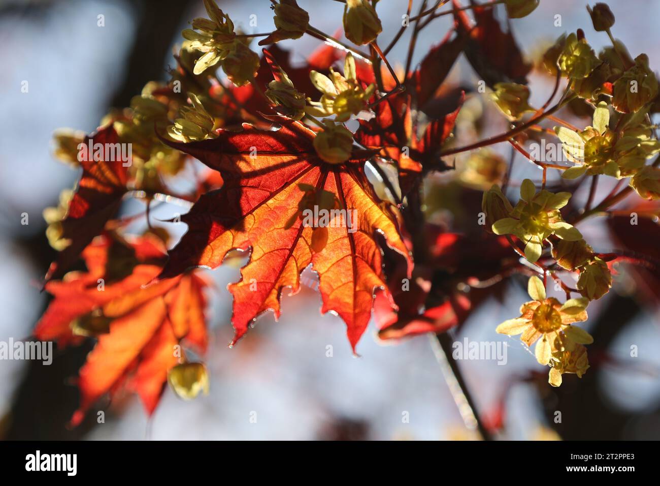 Branch of a tree with yellow flowers and green leaves in autumn Stock Photo
