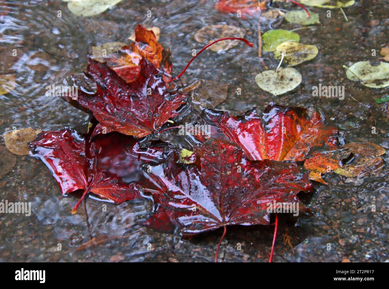 Feature Herbstwetter: Regenreicher Oktober 2023. Buntes Laub schwimmt in einer Pfütze auf einem Gehweg. *** Feature Autumn weather Rainy October 2023 Colorful leaves floating in a puddle on a sidewalk Credit: Imago/Alamy Live News Stock Photo