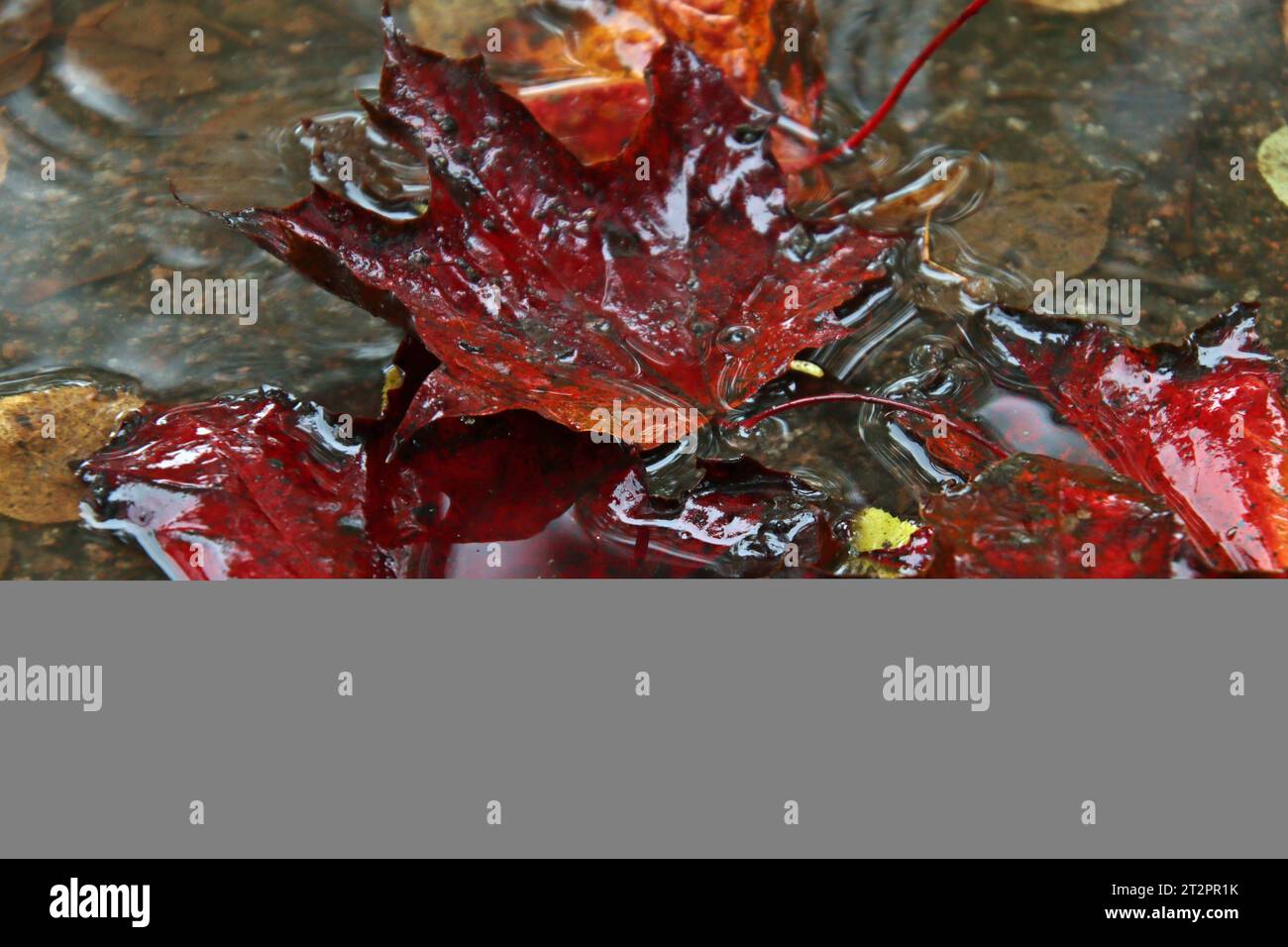 Feature Herbstwetter: Regenreicher Oktober 2023. Buntes Laub schwimmt in einer Pfütze auf einem Gehweg. *** Feature Autumn weather Rainy October 2023 Colorful leaves floating in a puddle on a sidewalk Credit: Imago/Alamy Live News Stock Photo