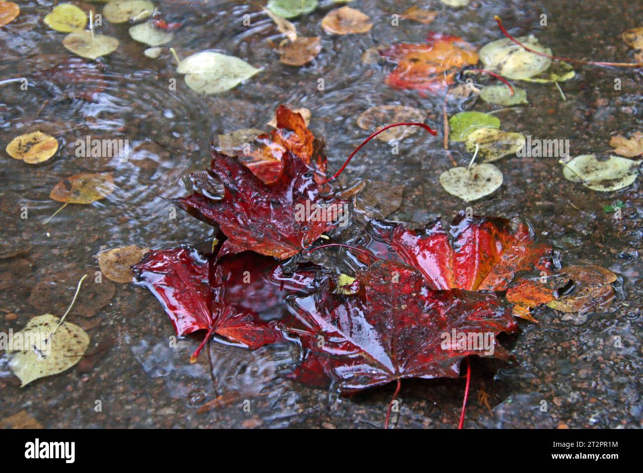 Feature Herbstwetter: Regenreicher Oktober 2023. Buntes Laub schwimmt in einer Pfütze auf einem Gehweg. *** Feature Autumn weather Rainy October 2023 Colorful leaves floating in a puddle on a sidewalk Credit: Imago/Alamy Live News Stock Photo