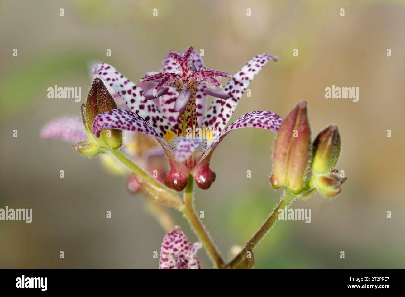 Natural closeup on the colorful Japanese toad or hairy toad lily, Tricyrtis hirta in the garden Stock Photo