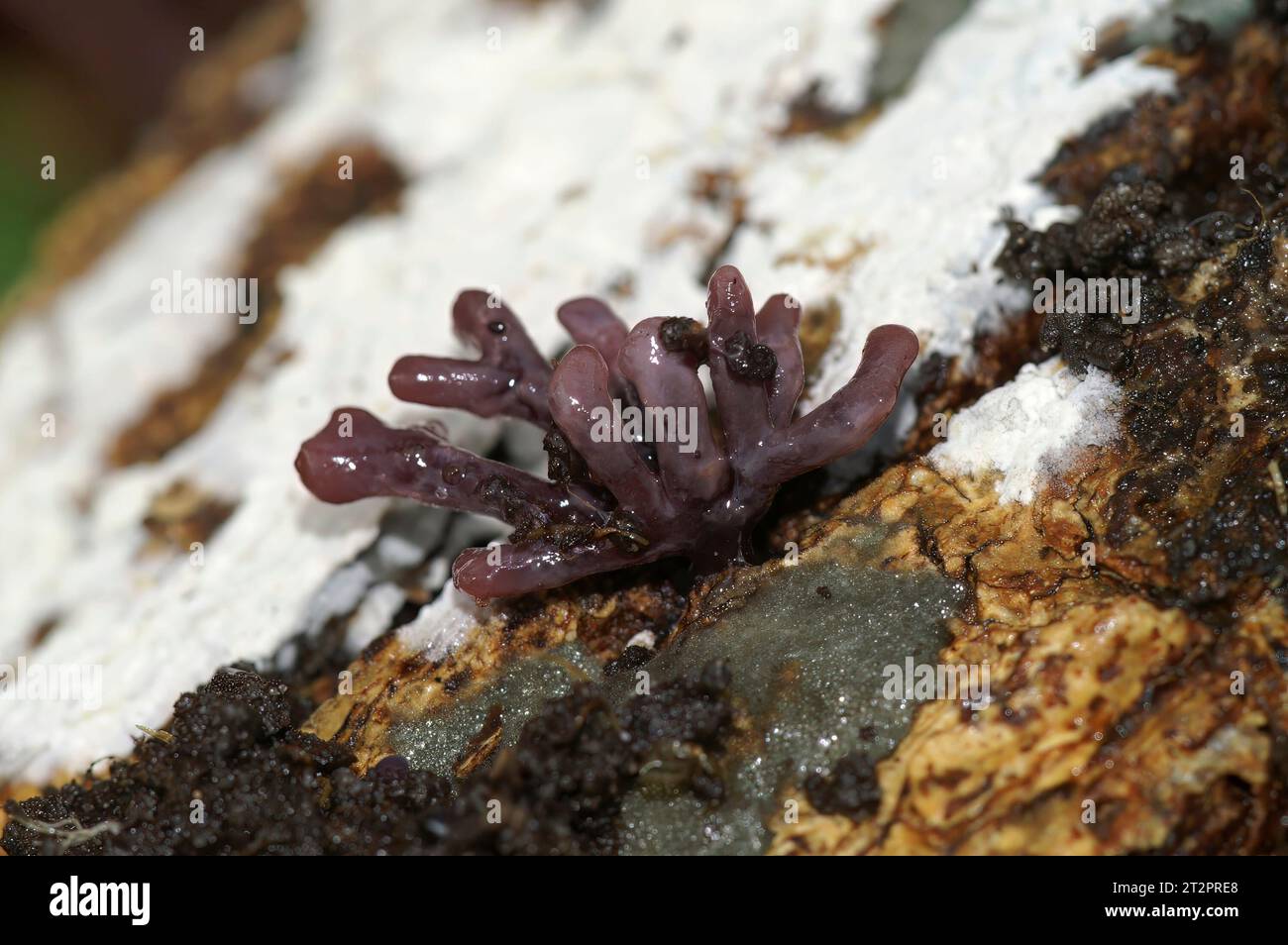 Natural closeup on a small purple jellydisc fungus, Ascocoryne sarcoides Stock Photo