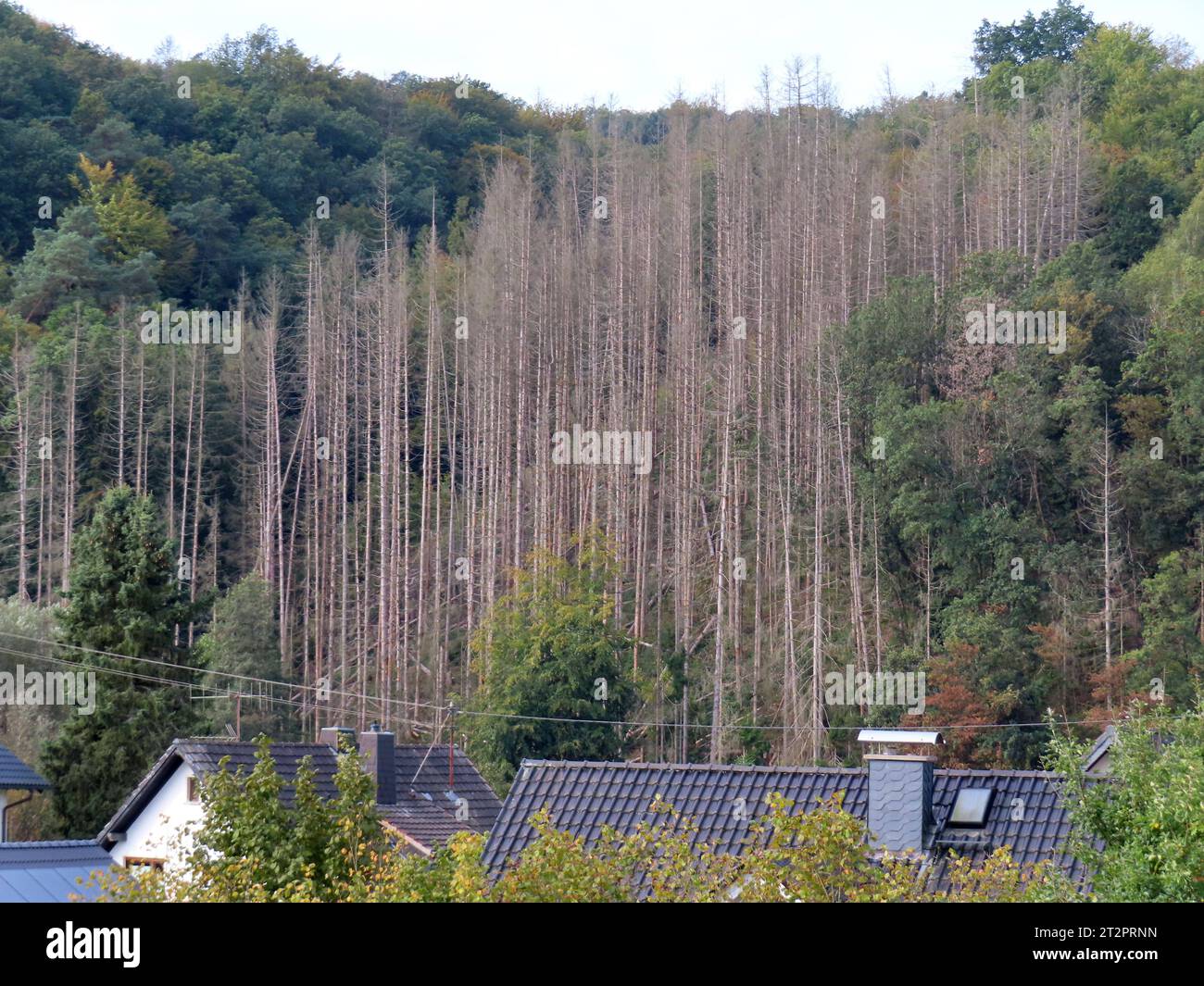 Blick auf abgestorbene Baeume am Ufer der Sieg bei Dattenfeld Dattenfeld im Schatten toter Baeume *** View of dead trees on the bank of the river Sieg near Dattenfeld Dattenfeld in the shadow of dead trees Credit: Imago/Alamy Live News Stock Photo