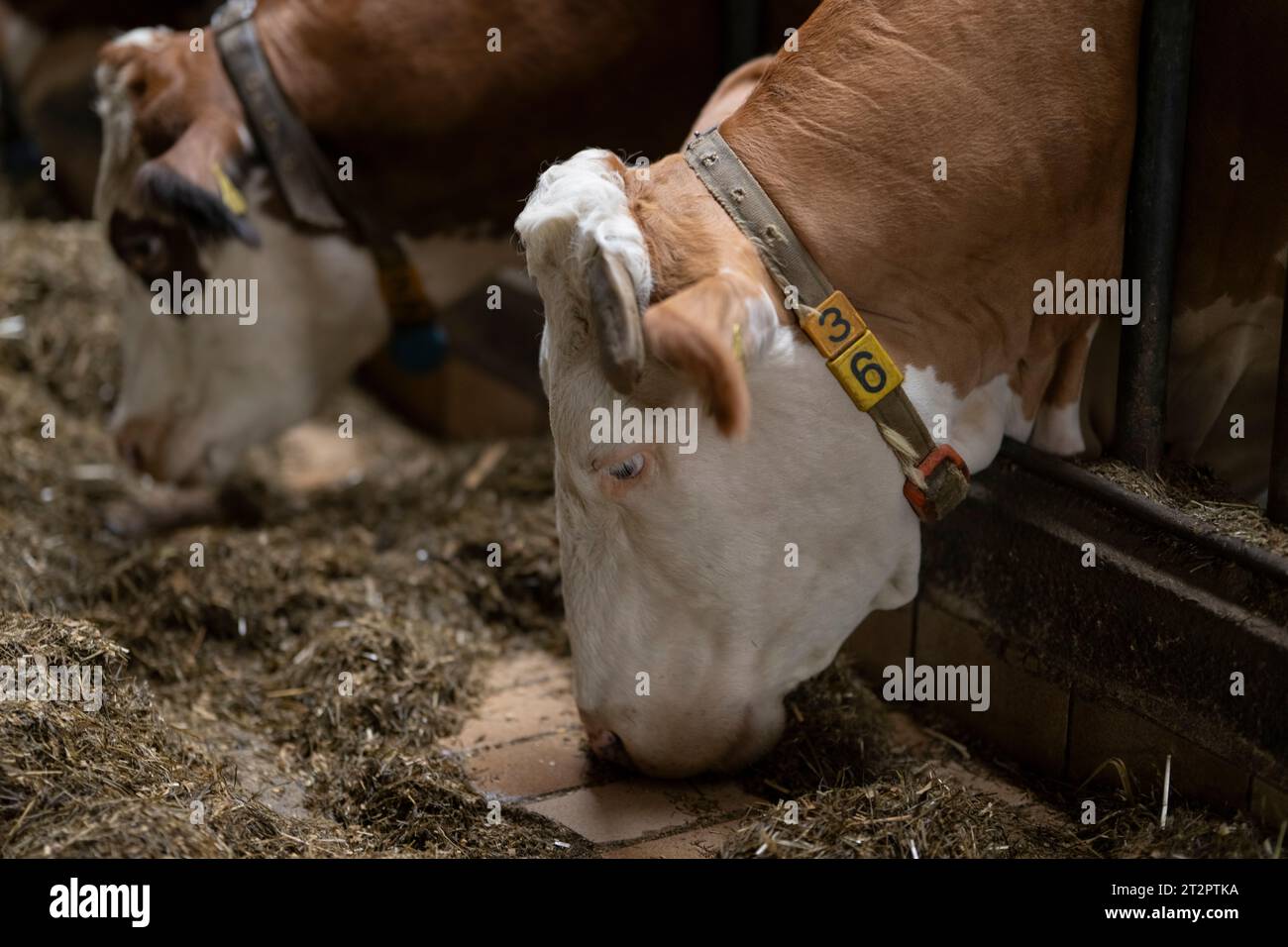, Food, Deutschland, 20.10.2023,  Milchkühe verbringen oft einen Großteil ihres Lebens in Ställen, um optimal gefüttert und gemolken zu werden. Ein gu Stock Photo