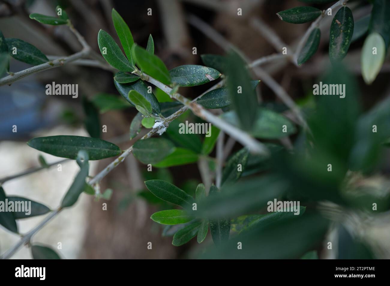 Infestation of white cotton wool-like mealybugs in the branches and on the leaves of an olive tree Stock Photo